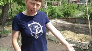 ГОРЕЦ ПТИЧИЙ, КАК ПОЧВОПОКРОВНАЯ ТРАВА