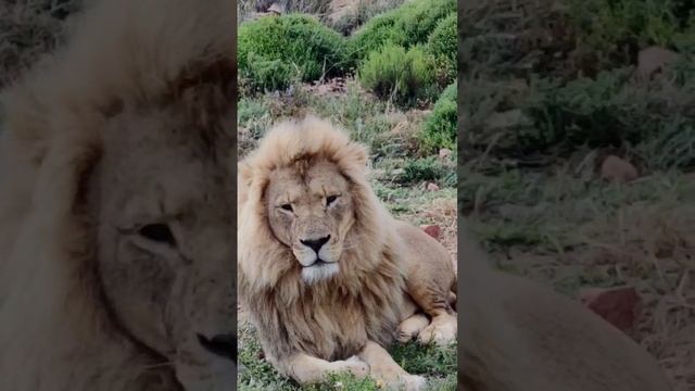 Leon king смотреть онлайн