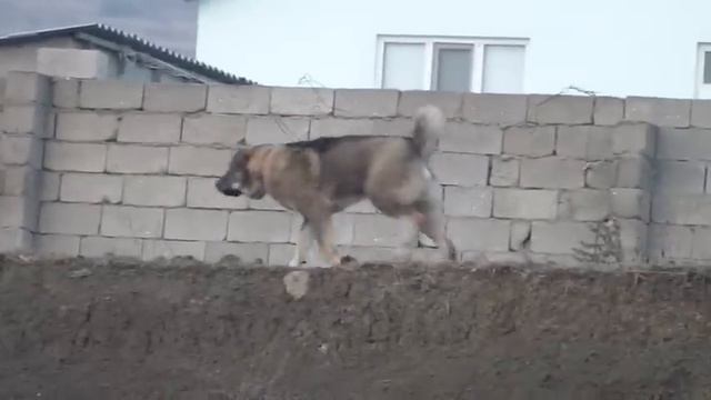 Волчёк в 10 месяцев!!! смотреть онлайн
