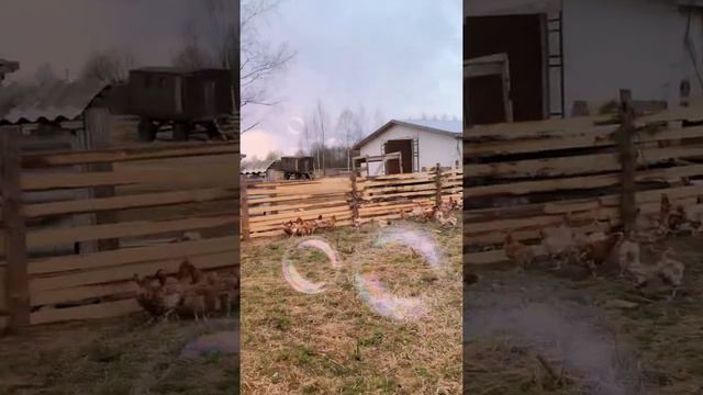 Сегодня купили куре несушки для себя что бы было дома яички смотреть онлайн