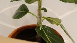 ЦВЕТОЧНЫЙ ВЛОГ: эксперимент с бенгальским фикусом