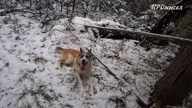 СОБОЛЯТНИЦА. Первая проверка путика. смотреть онлайн