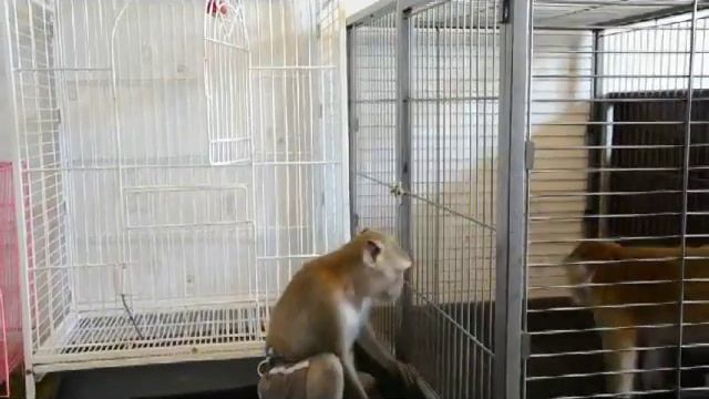 Семён " Гудини"..понадобилось неполных две минуты ! смотреть онлайн