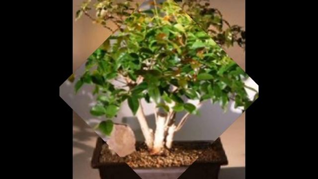 Flowering Surinam Cherry Bonsai Tree (eugenia uniflora) смотреть онлайн