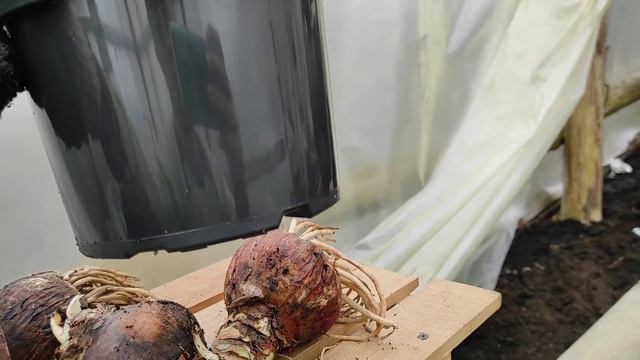 Амариліс.Вигонка до 8 Березня смотреть онлайн