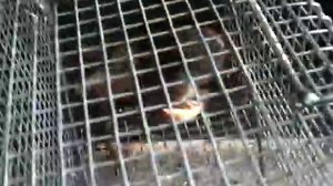 Надёжная крысоловка своими руками