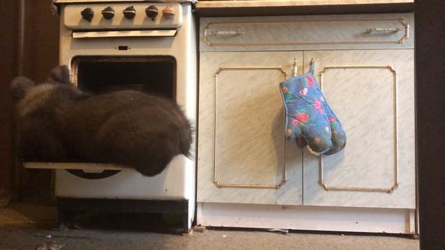 Медведь Том. Какие они в детстве. смотреть онлайн