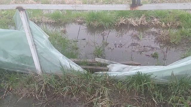 #20 Как не надо сажать голубику. Борьба с мочаком по технологии @AgroDar17. смотреть онлайн