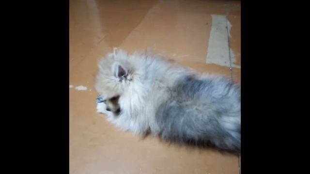 Фото моего песика смотреть онлайн