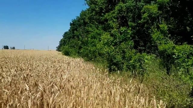 GRANDENIKO ПРИРЕВНОВАЛ САМВЕЛА. КАК ЮЛЯ РАЗВОДИТ ЛЮДЕЙ С ВОЛОНТЁРСТВОМ