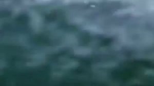Животные мира Самая умная Океан касатки Мать и дочь Супер киллер Риск охоты Вид добычи Стратегия