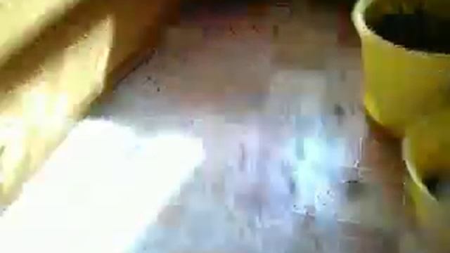 Как упал цветок смотреть онлайн