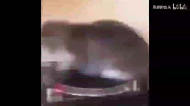 OIIAIOIIIAI (spinning cat meme) смотреть онлайн