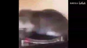 OIIAIOIIIAI (spinning cat meme)