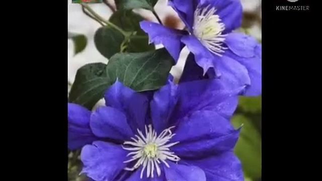 Top 10 Most Beautiful Flowers In The World. смотреть онлайн