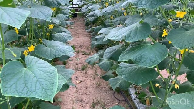 01.09.2020г сборы огурца в 3 и во 2 теплице. Сколько стоит огурца на складе. Привезли дрова. смотреть онлайн