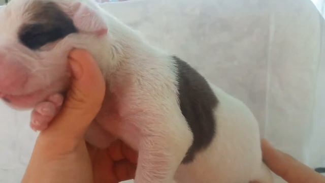 4 ОСМОТР. 5 ДЕВОЧЕК. 12/10/21. ЩЕНКИ АМЕРИКАНСКОГО БУЛЬДОГА. смотреть онлайн