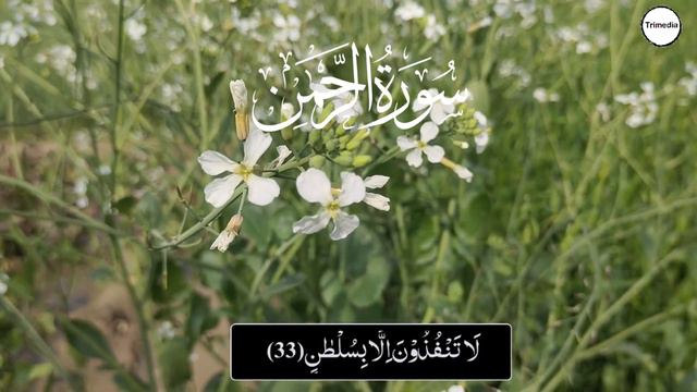 Surah Rahman Beautiful Quran Recitation Ep 79 | Surat AR Rehman Tilawat | سورۃ رحمن | Trimedia смотреть онлайн