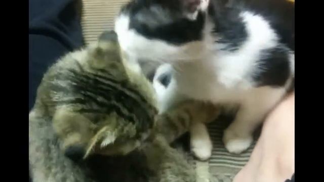 Кошачьи обнимашки/Мимимишки/Вислоухая Красуня и черно-белая Кисуня смотреть онлайн