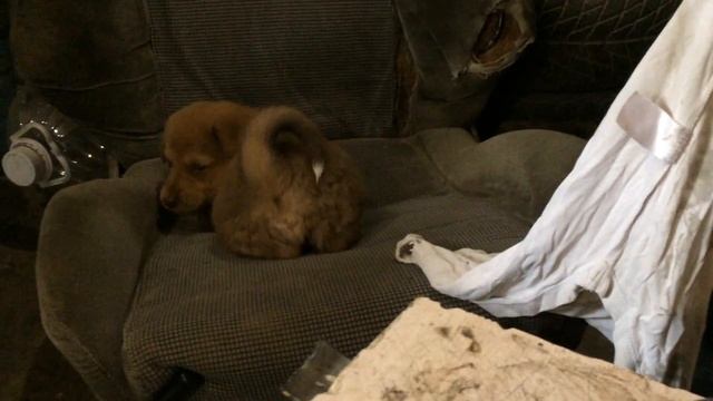 Йети))) играет. смотреть онлайн