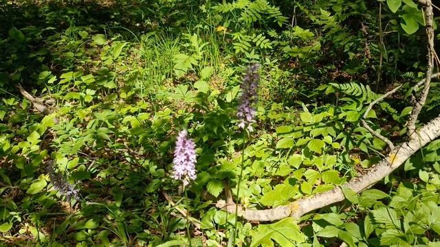 Орхидея лесная -Ятрышник пятнистый . Forest Orchid - Orchis Militaris .