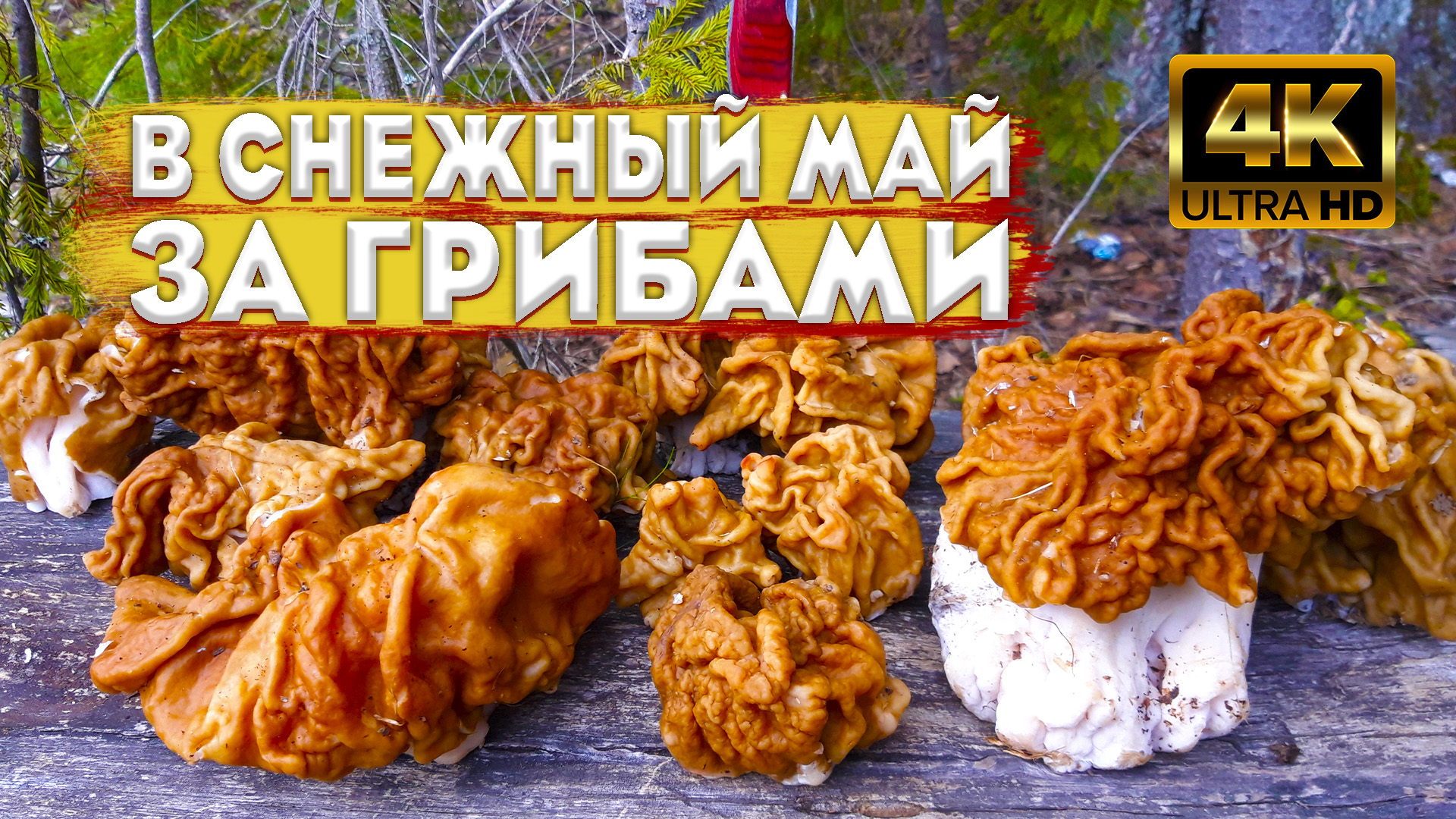 ? Продолжаю собирать грибы в мае, несмотря на то, что идет СНЕГ ? Искал грибы, а нашел... ? смотреть онлайн
