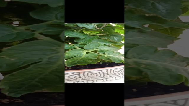 хоби 🤗🥀🌺🌾