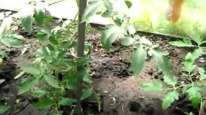 Жарко в теплице ? Как снизить температуру в теплице. ( 1-й вариант - тент снаружи )