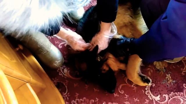 Прививки от бешенства Nobivac Rabies.(мои собаки) смотреть онлайн