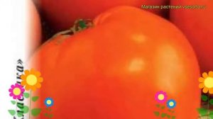Томат Бычье сердце оранжевое. Краткий обзор, описание характеристик solánum lycopérsicum