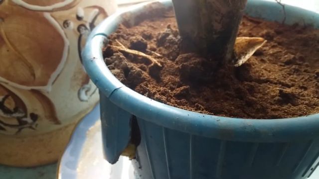 Сансеверия смотреть онлайн