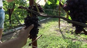 ГФ винограда Тимоша   Нагорняк А С  2019