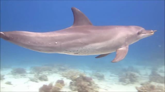 Дельфин играет! Дельфины и люди/Dolphin playing! Dolphins and humans смотреть онлайн