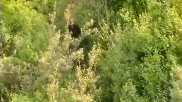 Taube at Downhill смотреть онлайн