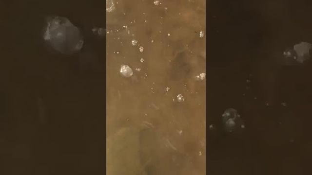 Ловля карпа на хлеб смотреть онлайн