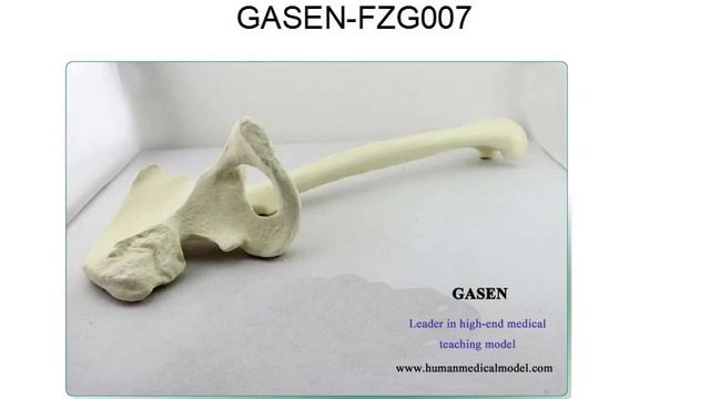 УЧЕБНЫЙ СКЕЛЕТ МОДЕЛЬ ЧЕРЕП АНАТОМИЯ БЕДРЕННОЙ ГУБЧАТОЙ КОСТИ МОДЕЛЬ GASEN FZG007（副本） смотреть онлайн