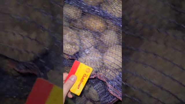 Картофель винетта оптом урожай 2021 Брянская область смотреть онлайн