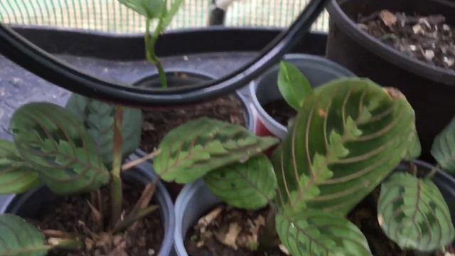 Full greenhouse tour! смотреть онлайн