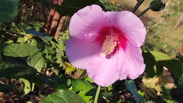 Hibiscus Mutabilis Vs Hibiscus Syriacus