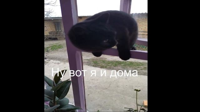 КОТ ВЛОМИЛСЯ В ДОМ смотреть онлайн