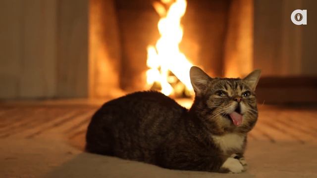 Lil BUB's Magical Yule LOG Video смотреть онлайн
