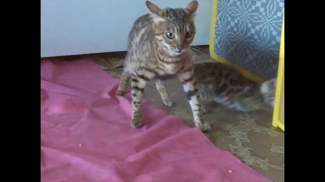 Бенгальский котенок