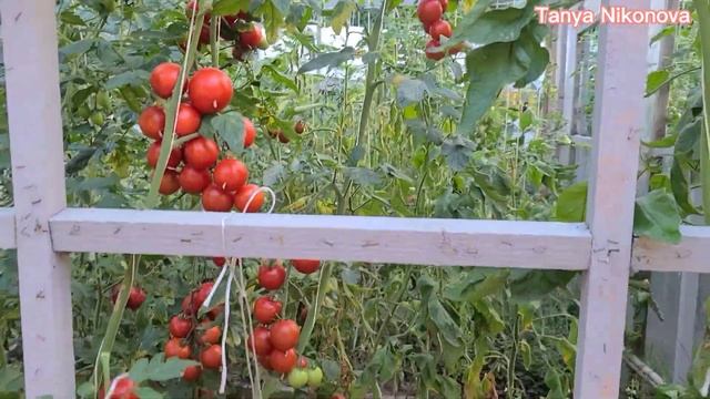 ТОМАТ КАМПАРИ. ОБЗОР КУСТА И ПОМИДОР ?. ОЧЕНЬ УРОЖАЙНЫЙ. смотреть онлайн