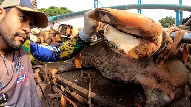 Fora do comum... animal pedindo ajuda... смотреть онлайн