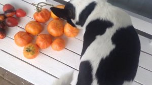 Томат Литиевый закат.