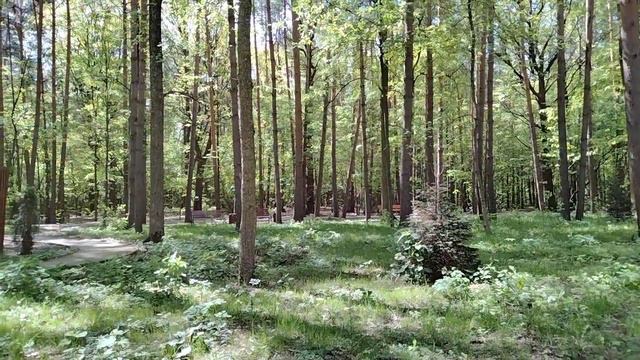 #дендропарк #весна#май2022#прогулка#цветущиймай#незабудка незабудка лесная смотреть онлайн