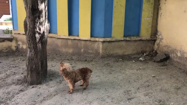 Сова, открывай, медведь пришел? смотреть онлайн