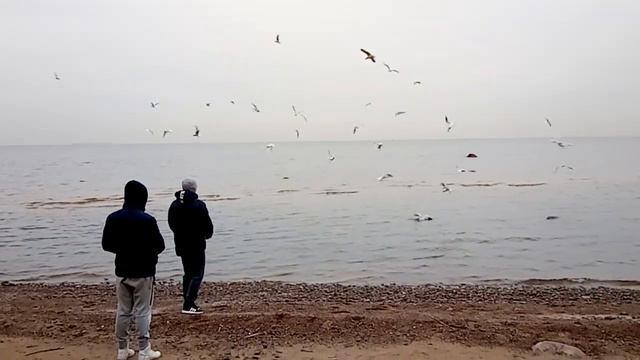 2020.04.06 Финский залив. Комарово. Чайки смотреть онлайн