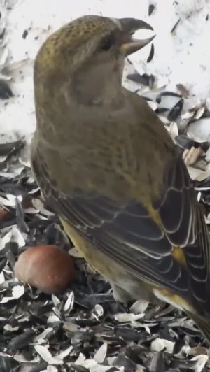 #shorts Клёст под кормушкой