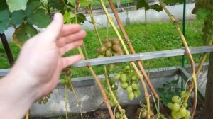 Виноград Подмосковья, Эстер, ЮХД, Лора, Арго, Виктор